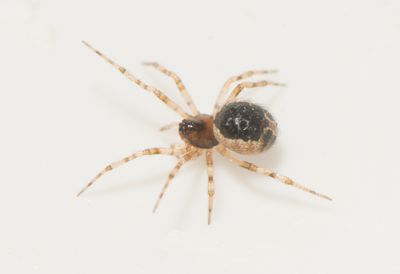 Sardinidion blackwalli ( Flckklotspindel )