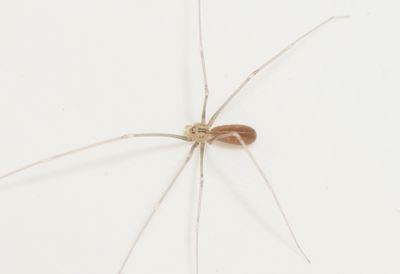Pholcus opilionoides ( Mindre dallerspindel )