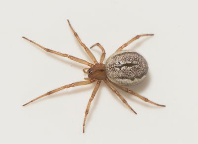 Enoplognatha mordax ( Korsklotspindel )