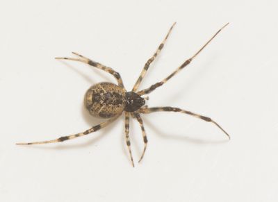 Parasteatoda simulans ( Husklotspindel )