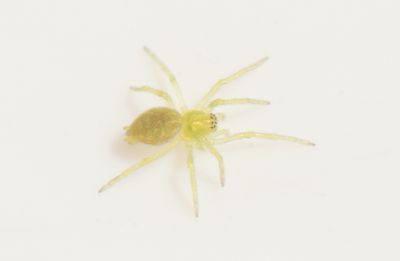 Nigma walckenaeri ( Murgrnespindel )