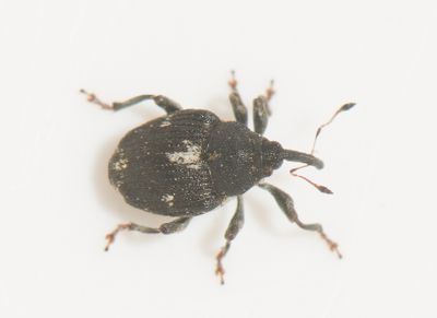 Mogulones crucifer ( Hundtungevivel )