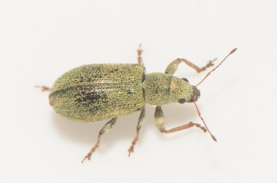 Pachyrhinus lethierryi ( Tujavivel )