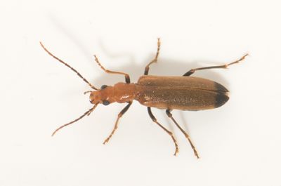 Nacerdes melanura ( Skeppsbagge )