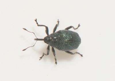 Ceutorhynchus ignitus ( Bl sandvitevivel )