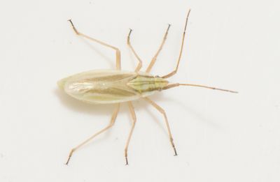 Acetropis gimmerthalii ( Sydlig grsngsskinnbagge )