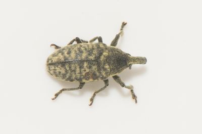 Larinus carlinae ( kertistelsvivel )