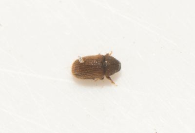 Phloeotribus rhododactylus ( Harrisborre )
