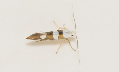 Argyresthia brockeella ( Bjrkhngemal )