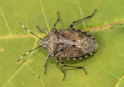 Rhaphigaster nebulosa