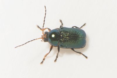 Cryptocephalus nitidulus ( Juvelfallbagge )