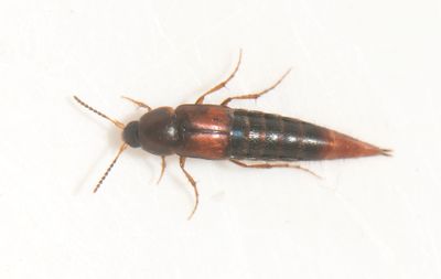 Mycetoporus nigricollis