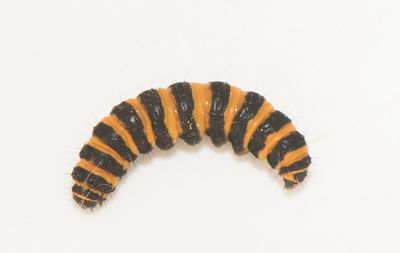 Tyria jacobaeae ( Karminspinnare )