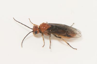 Hemichroa crocea