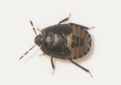 Sehirus morio ( Större taggbening )