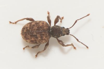 Otiorhynchus crataegi ( Parkronvivel )