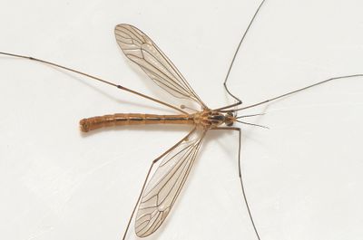 Nephrotoma scurra