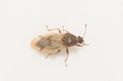 Cymus aurescens