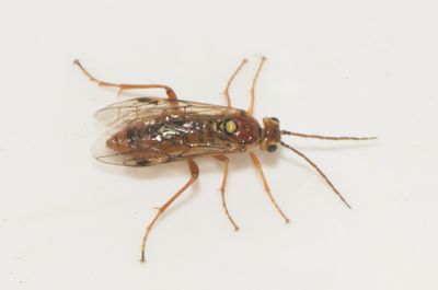 Tenthredopsis nassata