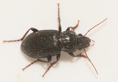 Amara gebleri ( Lundkornlpare )
