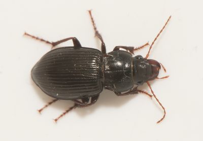 Skllared Halland 13.8-24 female