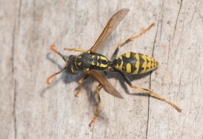 Polistes dominula ( Huspappersgeting )