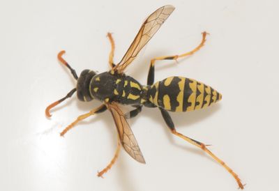 rnsudden Halland 3.9-24 male