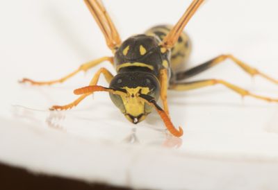 rnsudden Halland 3.9-24 male