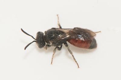 Sphecodes monilicornis ( ngsblodbi )
