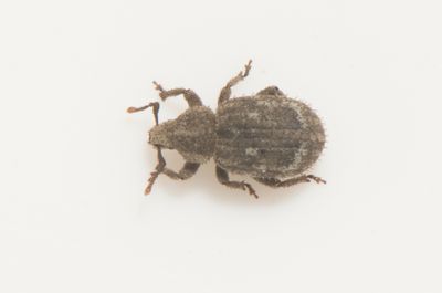 Romualdius angustisetulus  2,9 mm