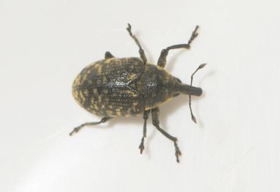 Larinus turbinatus