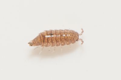 Trichoniscus pygmaeus