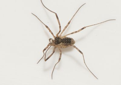 Lacinius ephippiatus ( Treuddslocke )