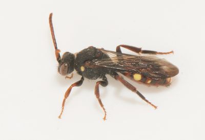 Nomada ferruginata ( Vrgkbi )