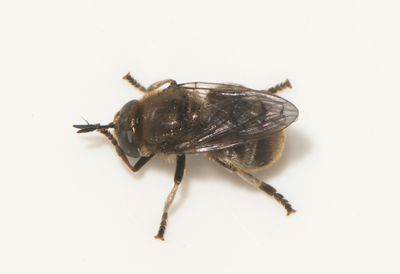 Microdon analis ( Jordmyreblomfluga )