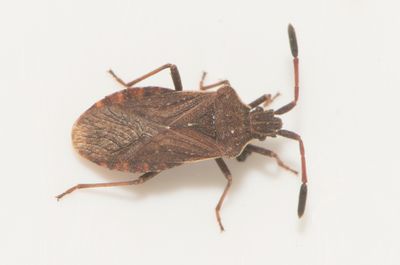 Ulmicola spinipes