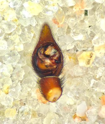 Alopecosa taeniata ( Blåbärsvargspindel )