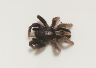 Hllmossarna Vstmanland 26.5-24 adult male
