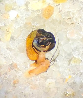 Araniella displicata ( Brokig gurkspindel )