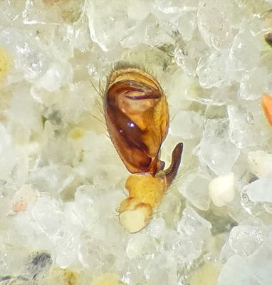 Clubiona lutescens ( Lundsckspindel )