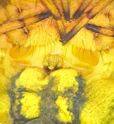 Araniella alpica ( Barrgurkspindel )