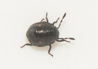 Chlorochroa pinicola ( Tallbärfis )