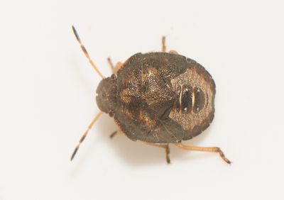 Peribalus strictus ( Vårbärfis )