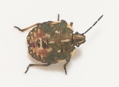 Carpocoris purpureipennis ( Purpurbärfis )