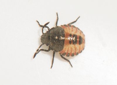 Dolycoris baccarum ( Hårig bärfis )