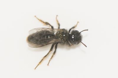 Holmagrde Halland 31.7-23 male