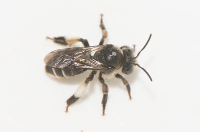 Macropis europaea ( Lysingbi )