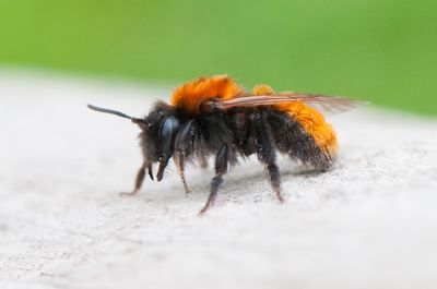 Erlandsgrden Halland 14.4-24 female
