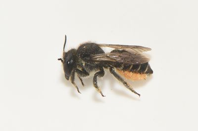 Varberg Halland 25.7-21 female