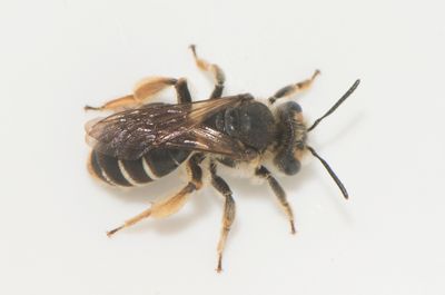 Andrena ruficrus ( ssandbi )